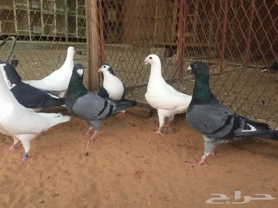 هومر و شيرازي (image 2)