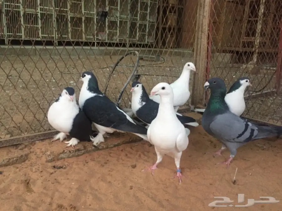 هومر و شيرازي (image 3)