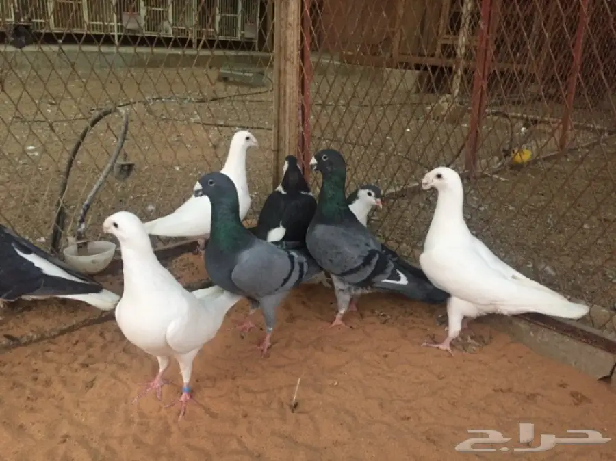 هومر و شيرازي (image 4)