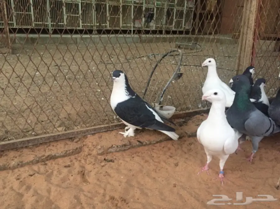 هومر و شيرازي (image 5)