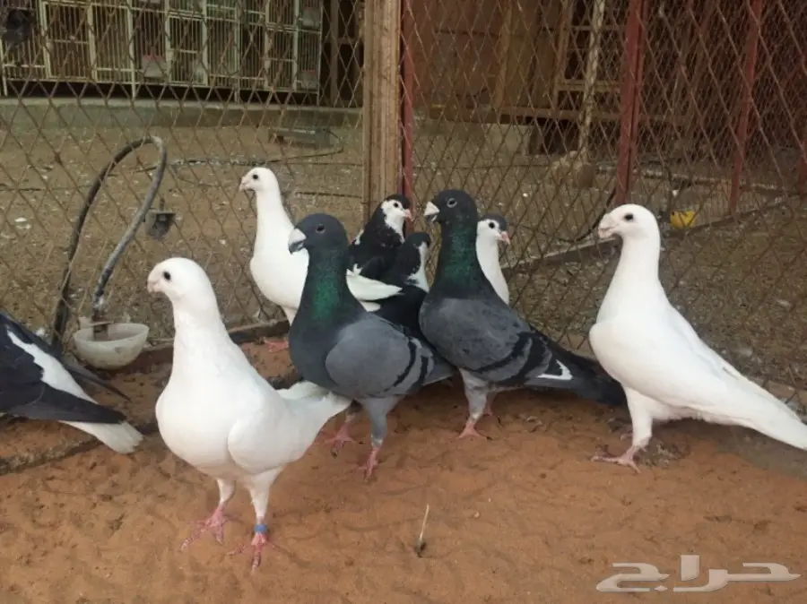 هومر و شيرازي (image 6)