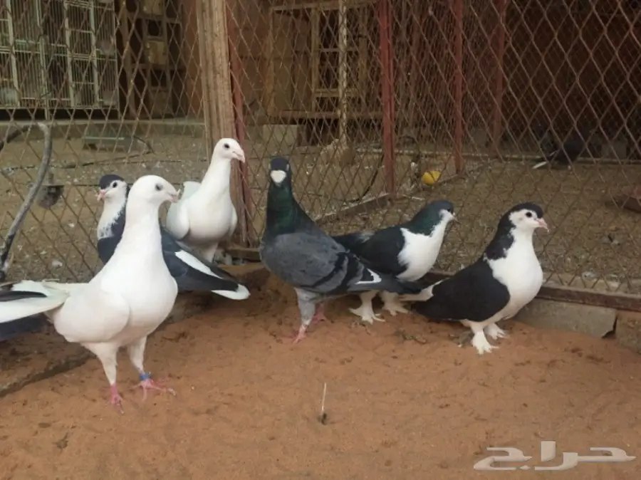 هومر و شيرازي (image 7)