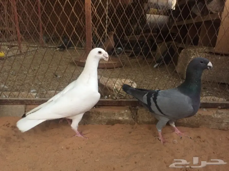 هومر و شيرازي (image 8)