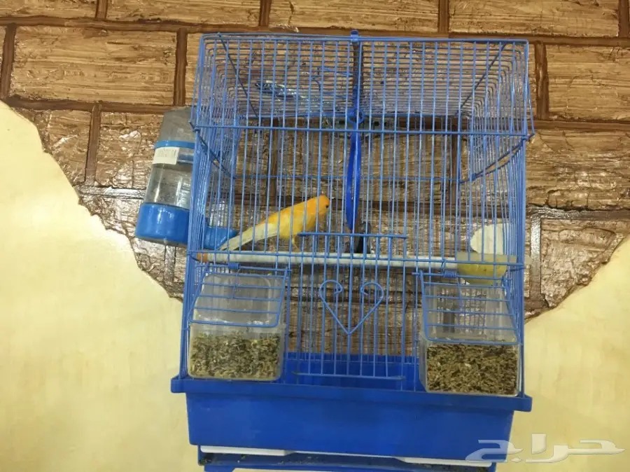 ذكر كناري تغريد نار وسبق وكان مع أنثى وأنتج 