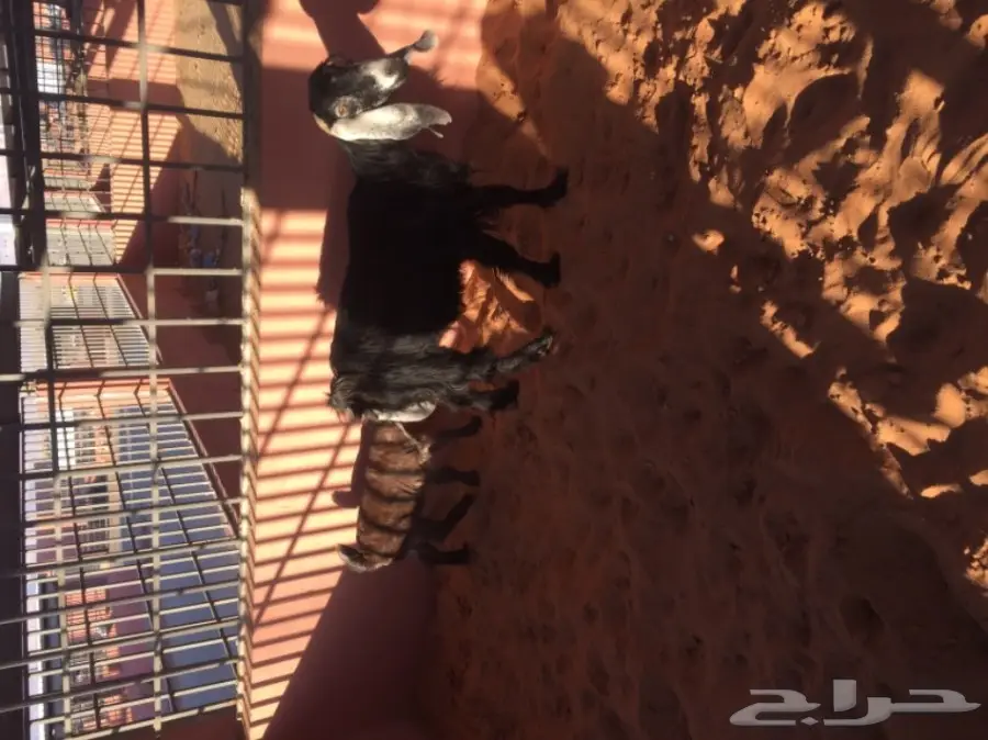 عنز معها جفره للبيع