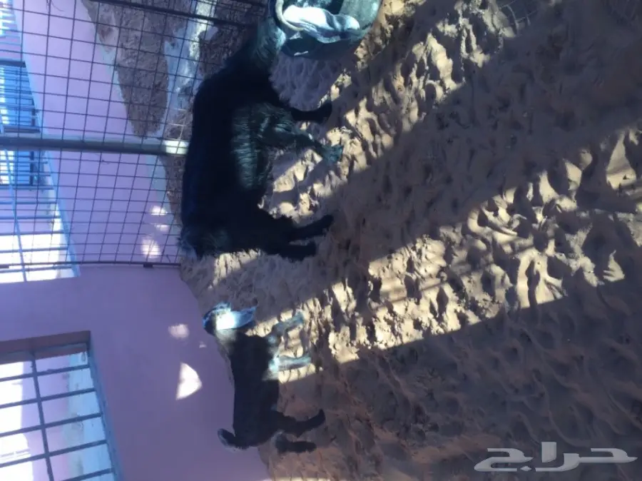 عنز معها جفره للبيع (image 1)