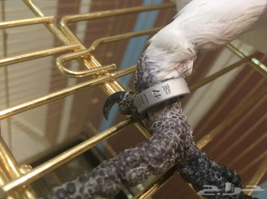 فرخ كوكاتو سلفر حجل 2017 (image 6)