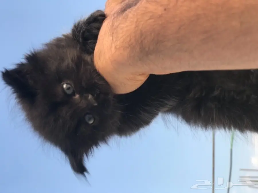 قطط للبيع  (image 1)