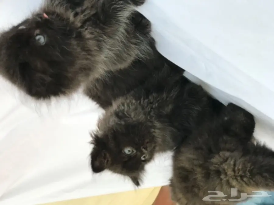 قطط للبيع  (image 3)