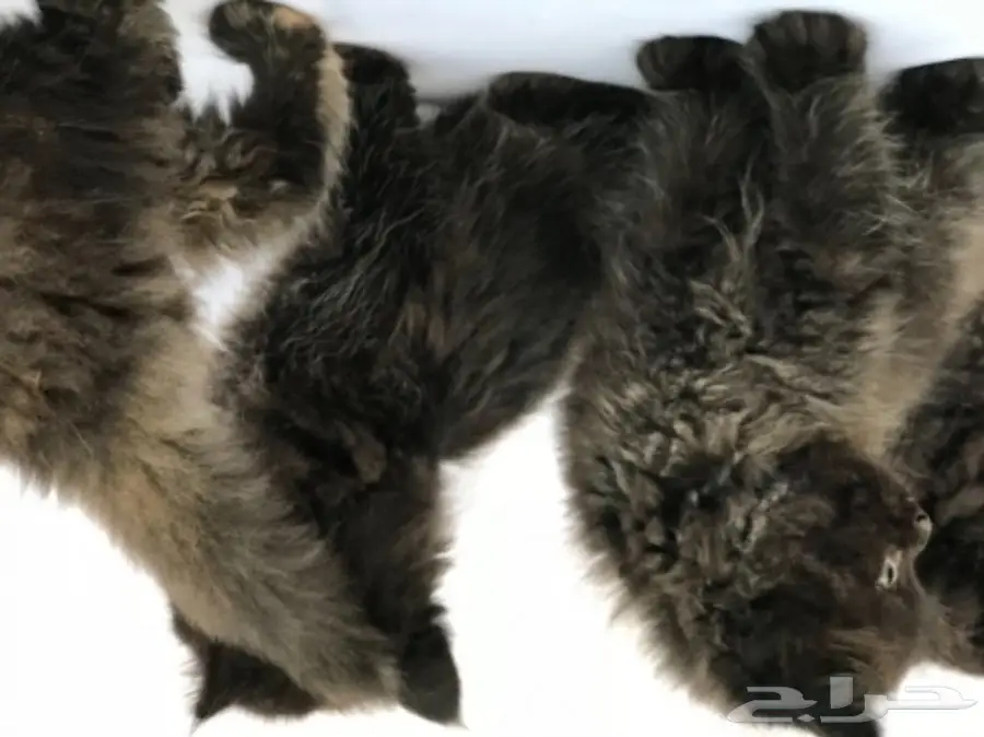 قطط للبيع  (image 4)