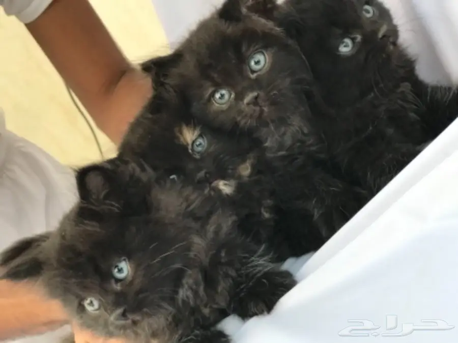 قطط للبيع  (image 5)