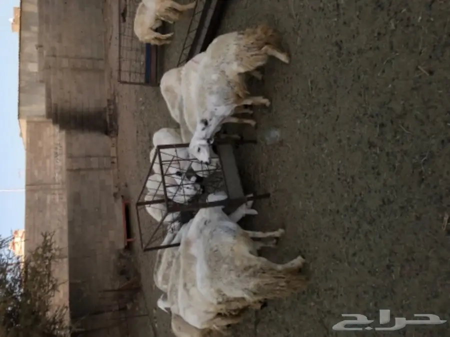 غنم للبيع  (image 1)