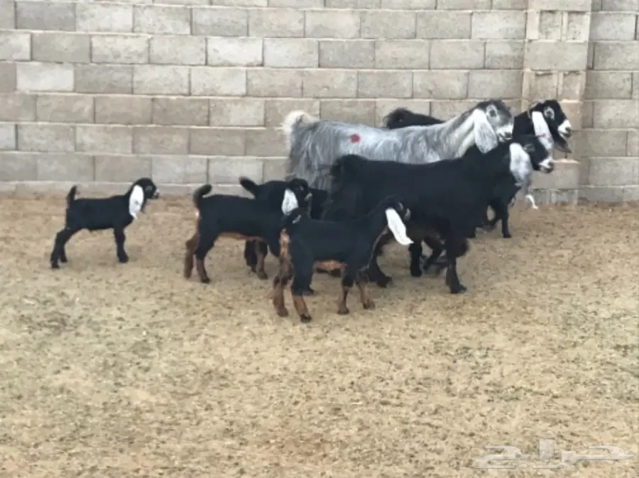 معزا طيبه للبيع جمله او تفريد 