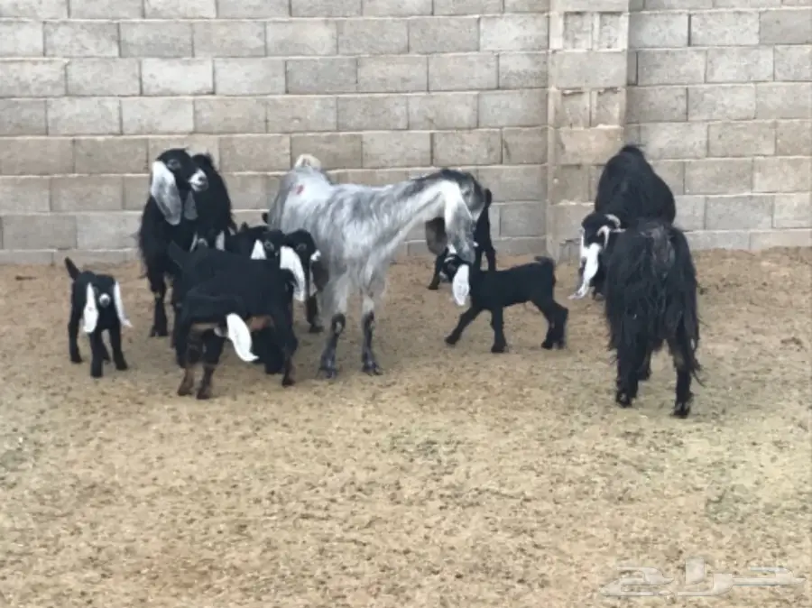 معزا طيبه للبيع جمله او تفريد  (image 1)