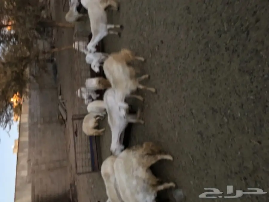 غنم للبيع  (image 2)