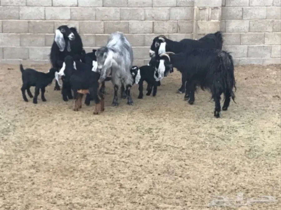 معزا طيبه للبيع جمله او تفريد  (image 2)