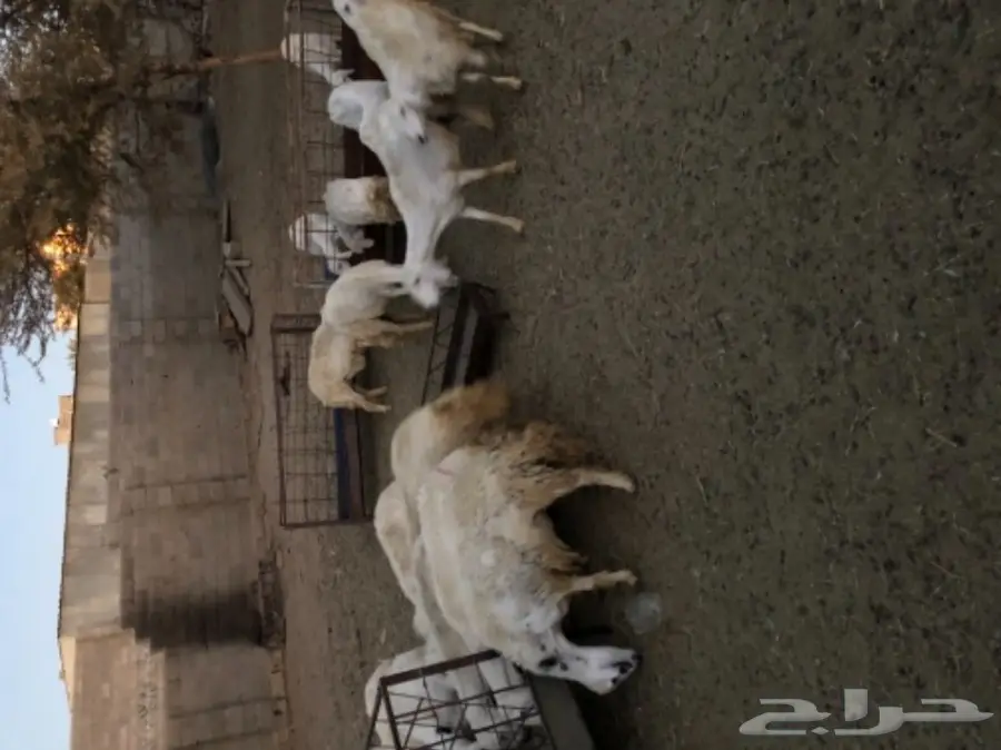 غنم للبيع  (image 3)