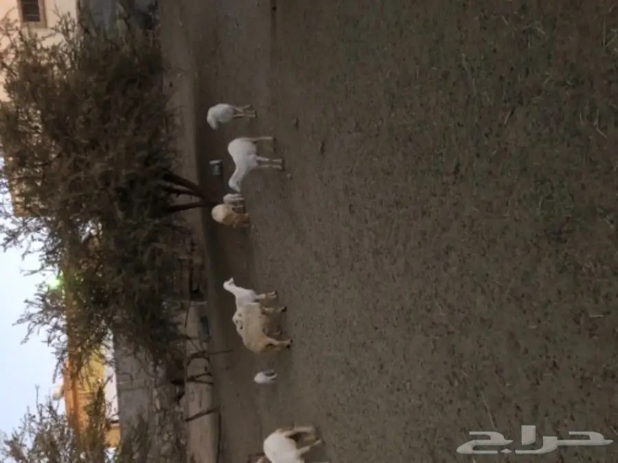 غنم للبيع  (image 4)