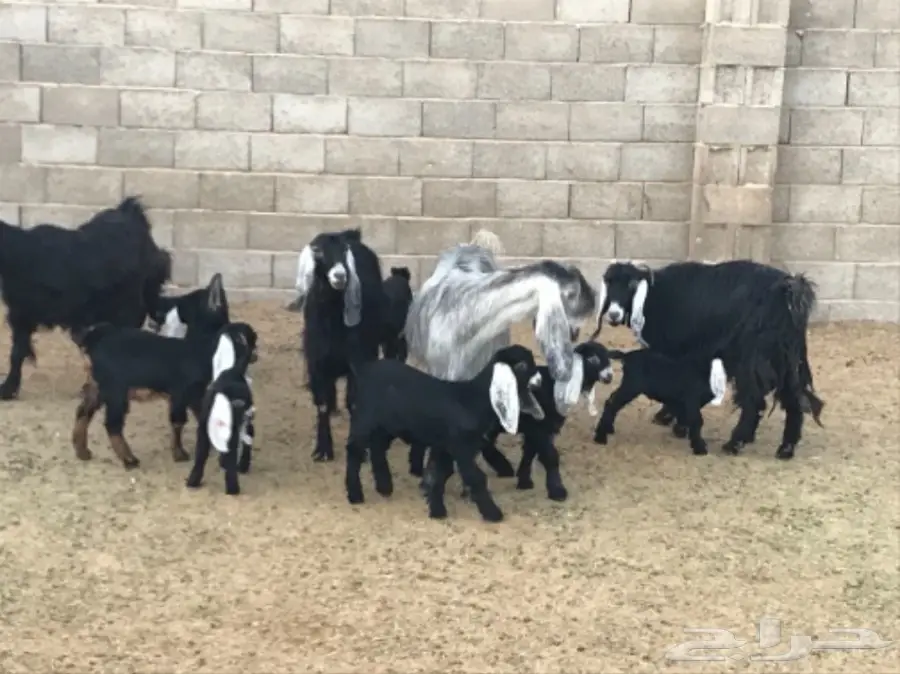 معزا طيبه للبيع جمله او تفريد  (image 4)