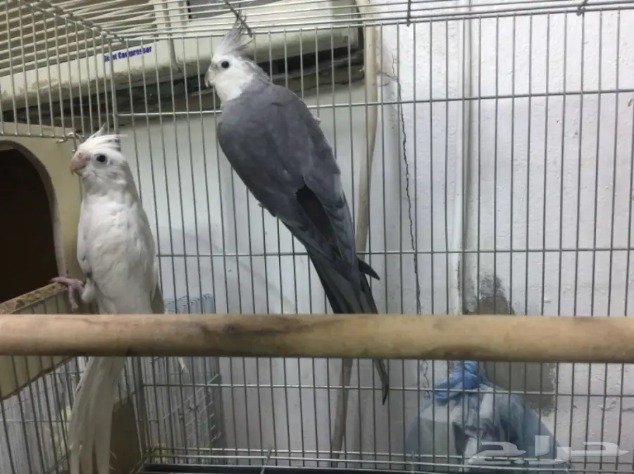 لهواة الانتاج والالوان المميزه  كروان هولندى 