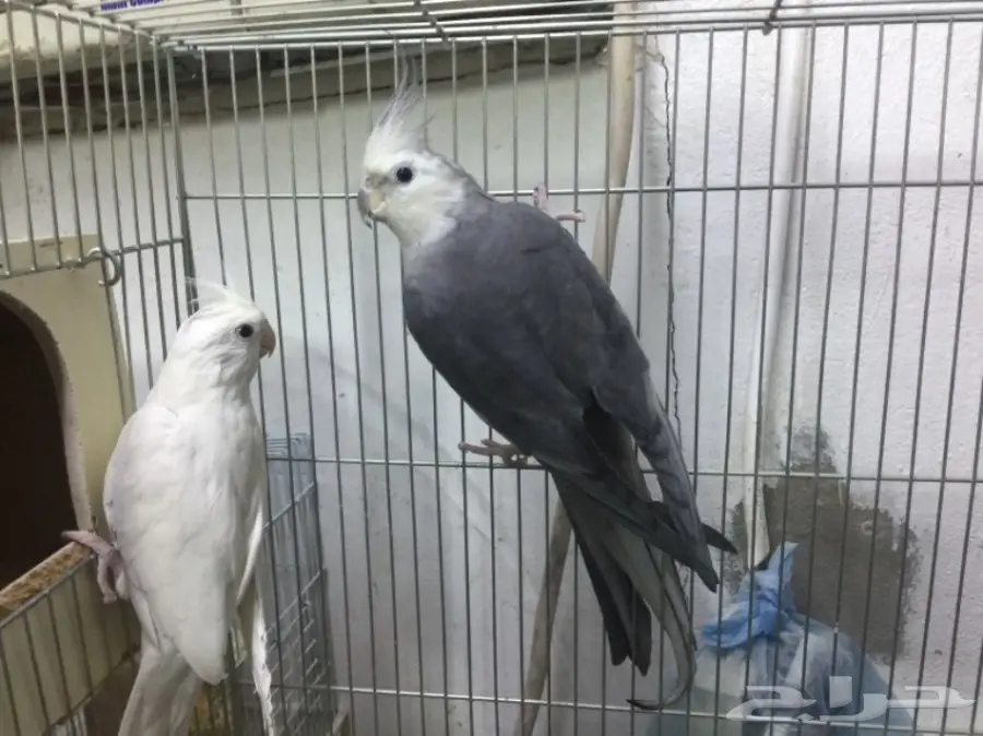 لهواة الانتاج والالوان المميزه  كروان هولندى  (image 1)