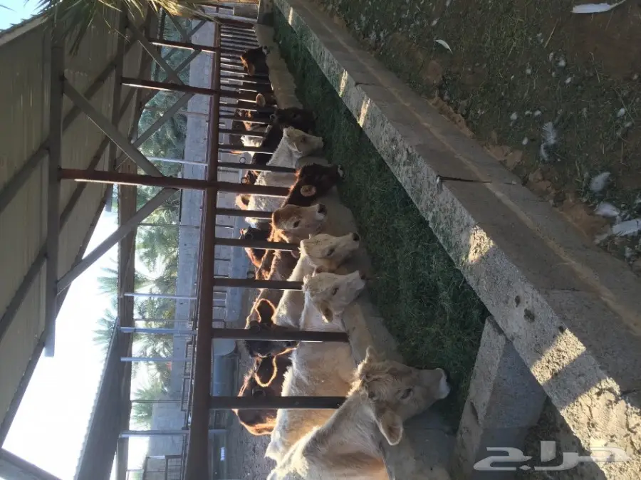 عجاجيل سويسري الماني جيرسي - فرصة استثمارية! (image 7)