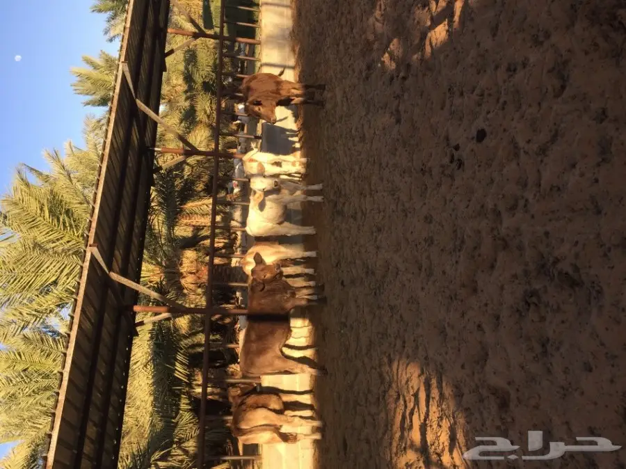 عجاجيل سويسري الماني جيرسي - فرصة استثمارية! (image 8)