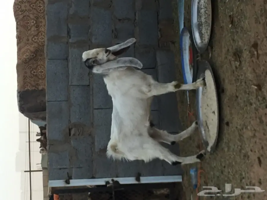 تيس للبيع (image 1)