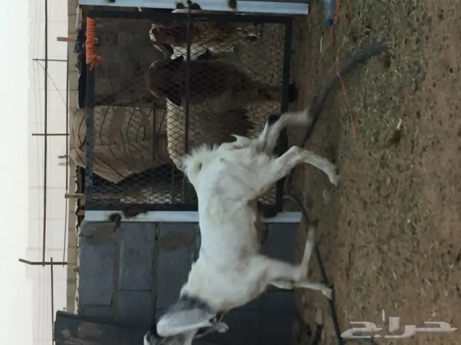 تيس للبيع (image 2)