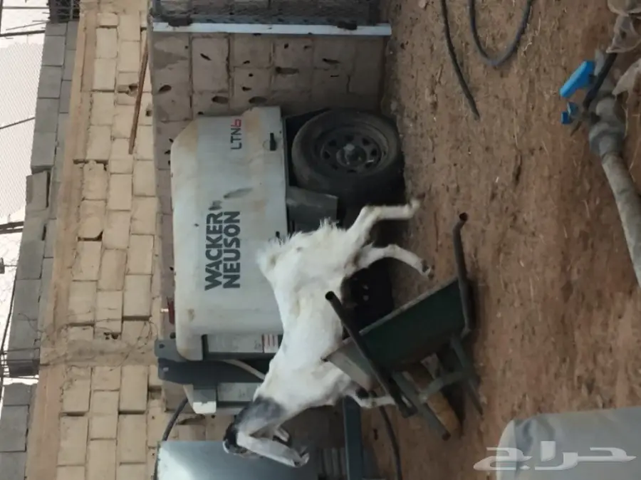 تيس للبيع (image 3)