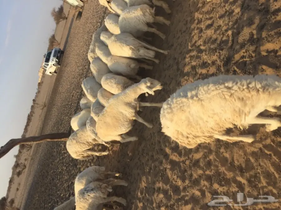 ضان حبص (image 3)