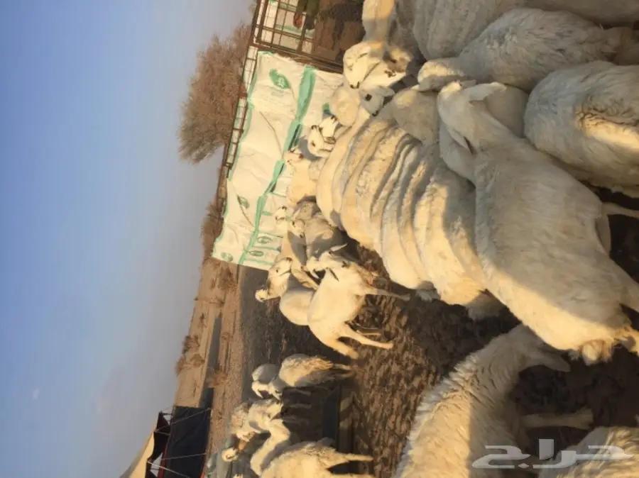 ضان حبص (image 4)