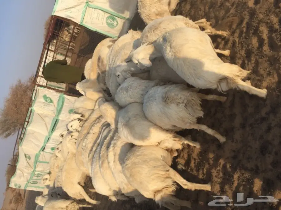 ضان حبص (image 5)