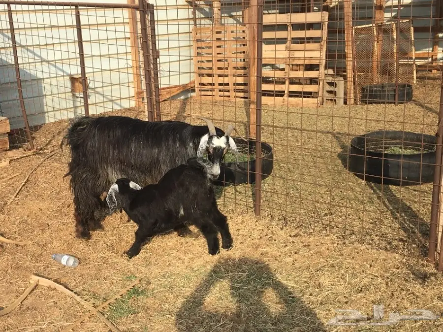 للبيع معزا مولدات