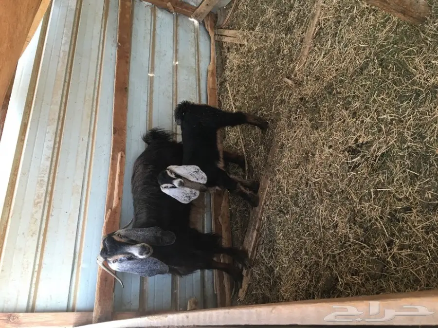 للبيع: أغنام مولدة - فرصة ذهبية! (image 2)