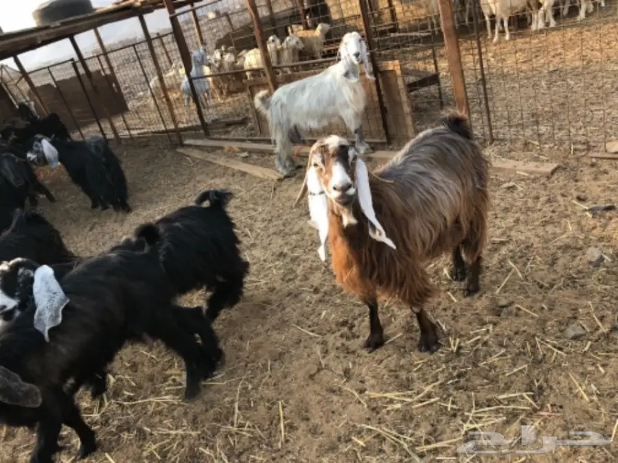 معزا عوارض جروم 