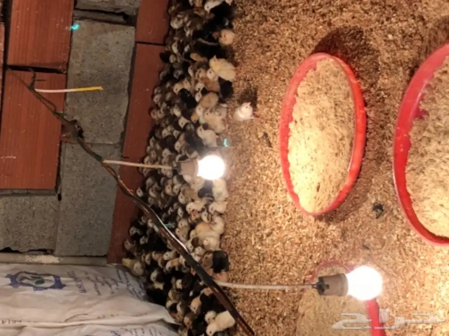 صوص بلدي (image 1)