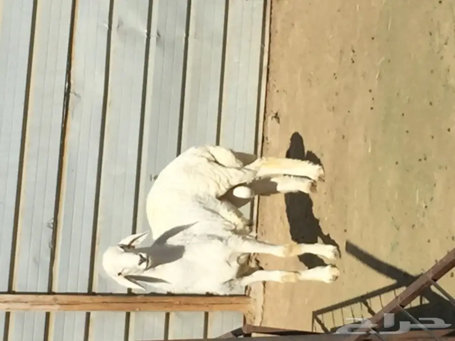 طلي صنف  (image 1)