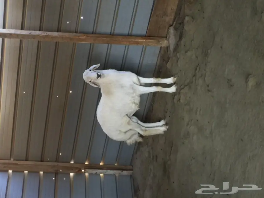 طلي صنف  (image 2)