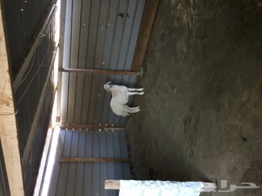 طلي صنف  (image 3)