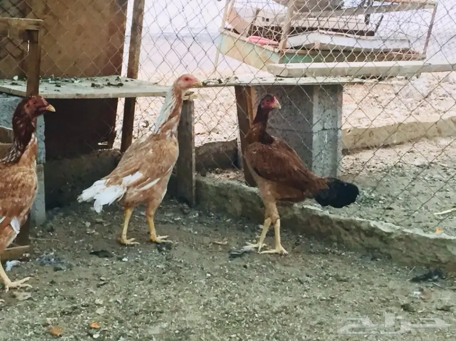 دجاج باكستاني  (image 4)