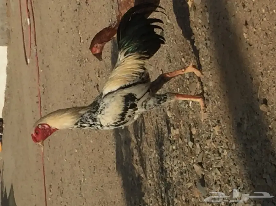 دجاج باكستاني  (image 7)