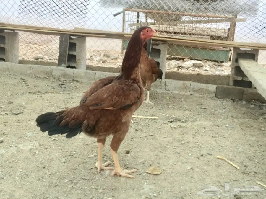 دجاج باكستاني  (image 12)