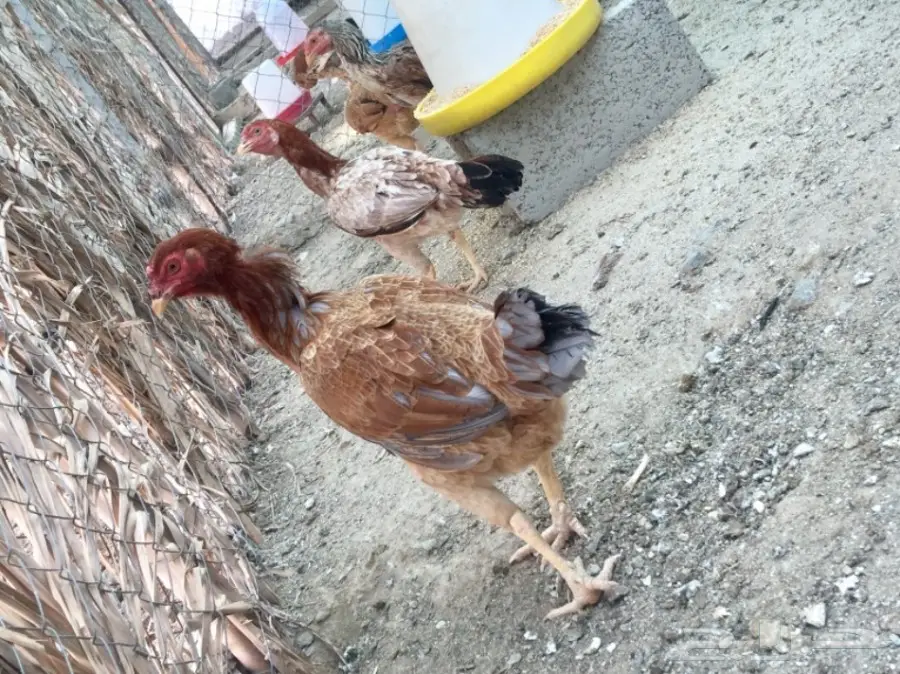 دجاج باكستاني  (image 13)