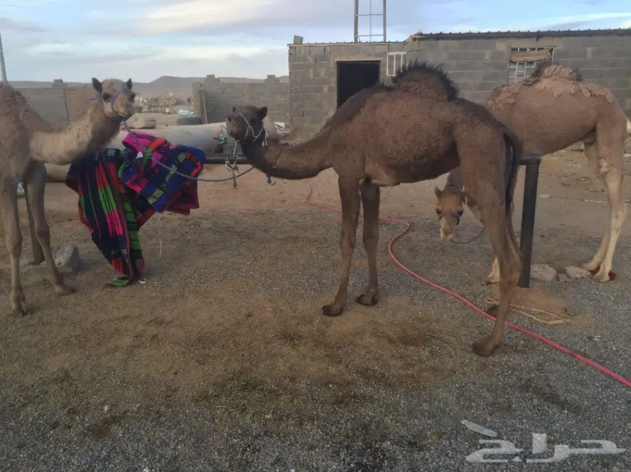 قعود حر للبيع.  من الزريقوات معه شهاده 