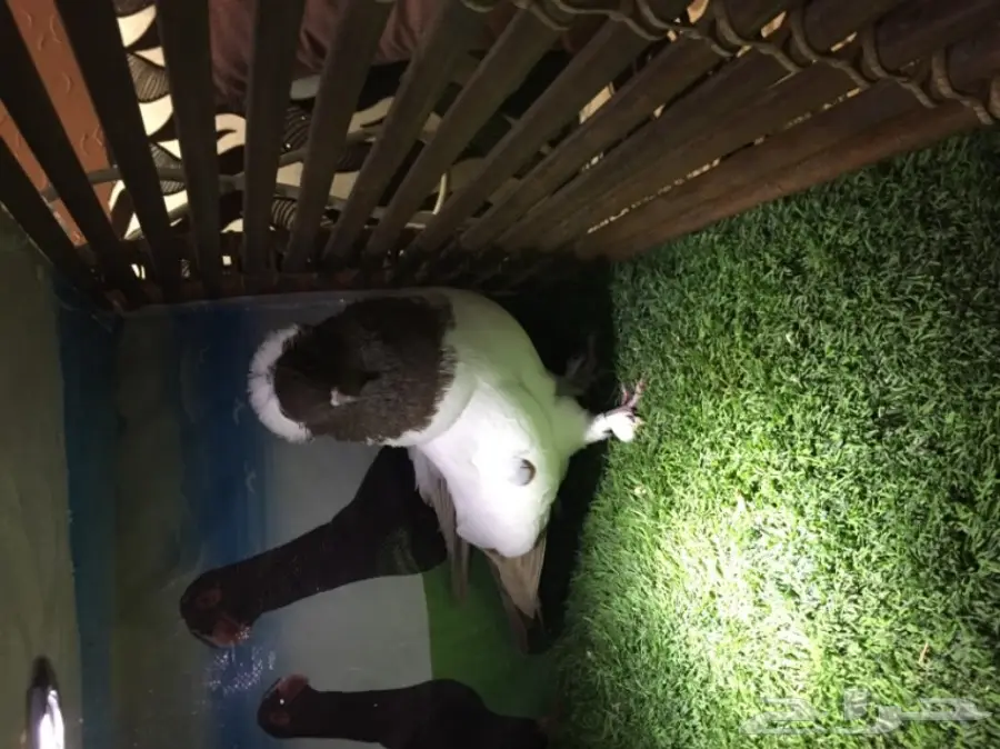 ذكر سوداني  (image 3)