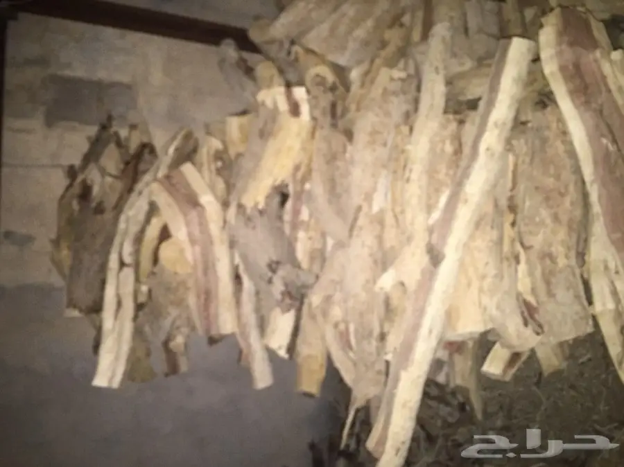 ح ط ب سسمر طلح