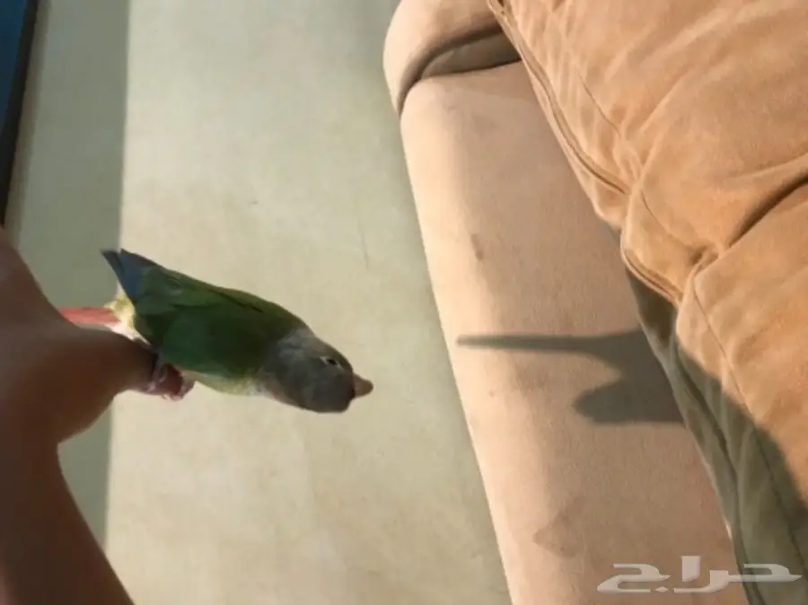 كنيور هدد  (image 3)