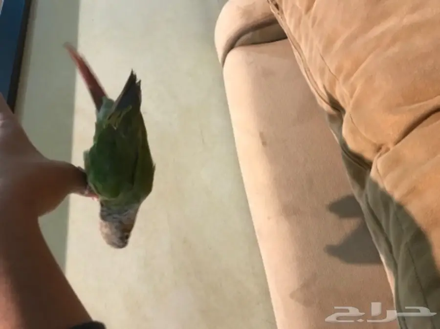 كنيور هدد  (image 4)