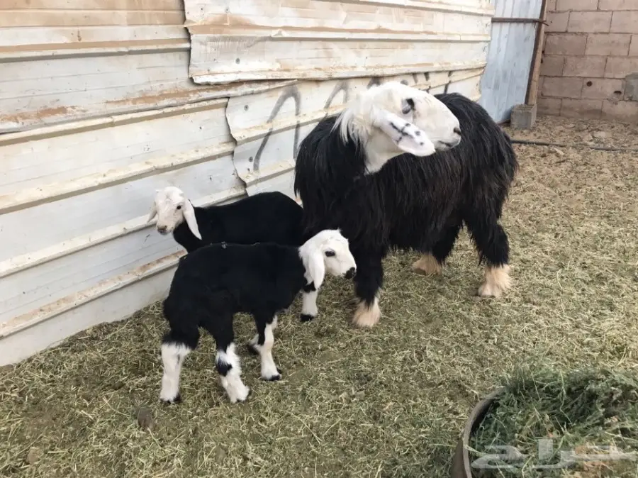 نعجه نجديه تحتها خروف ورخل